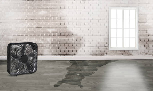 Best Water damage cleanup near me  in Las Flores, CA